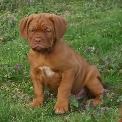 Dogue de Bordeaux Puppies from GingerHaus DDB