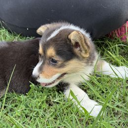 Pembroke Welsh Corgi Puppies from Sherwood Acres Pembrokes