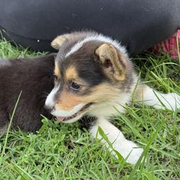 Pembroke Welsh Corgi Puppies from Sherwood Acres Pembrokes