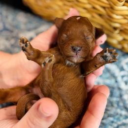 Queenie - Red  female Goldendoodle puppy in Wharton, Texas from Little Fur Friends