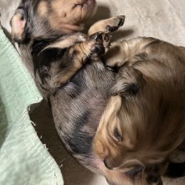 Sweetie - Dachshund