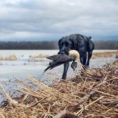 German Shepherd and German Wirehaired Pointer All Grown Up from Seelenfeuer German Shepherd Dogs
