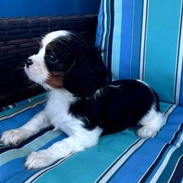 Snickerdoodle - Tri-color female Cavalier King Charles Spaniel puppy in Avalon Beach, Florida from Cavaliers of Avalon