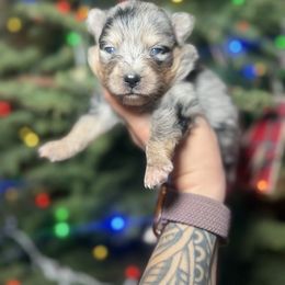 Mabel - Merle female Pomsky puppy in Coos Bay, Oregon from Ocean View Pomskies