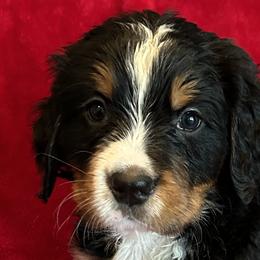 Bernedoodles and Bernese Mountain Dogs from Sage Hills Bernedoodles