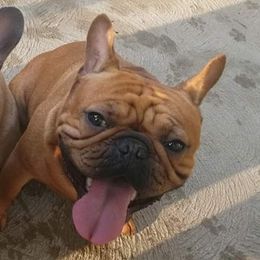 Hank - French Bulldog