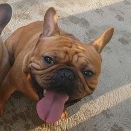 Hank - French Bulldog