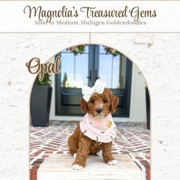 Opal - Red  female Goldendoodle puppy in Bell Buckle, Tennessee from Precious Puptown Doodles