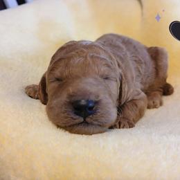Black - Apricot female Poodle puppy in Big Rapids, Michigan from Meeker's Ridge Standard Poodles