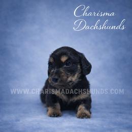 Rugar - Black and cream male Dachshund puppy in Mountainburg, Arkansas from Charisma Dachshunds