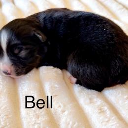 Bell - Black tri female Miniature Australian Shepherd puppy in Dillwyn, Virginia from Sand Creek Toy and Mini aussies