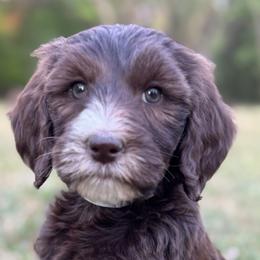 Bernedoodles, Goldendoodles, and Golden Retrievers from A Breed Above Kennels
