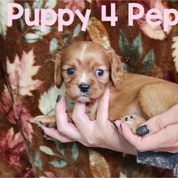 Pepsi Puppy 4 - Ruby female Cavalier King Charles Spaniel puppy in Racine County, Wisconsin from Hough's Danes and Cavaliers