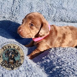 Mocha - Dapple female Dachshund puppy in Seagoville, Texas from Doxi Delights AKC & CKC Dachshunds
