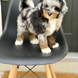 Princess Peach- pink collar female - Merle female Bernedoodle puppy in Salt Lake County, Utah from Coco Avenue Pups