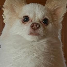 Rhody - Pomeranian