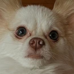 Rhody - Pomeranian