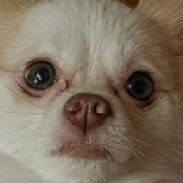 Rhody - Pomeranian
