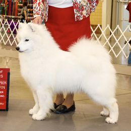 Karma - Samoyed