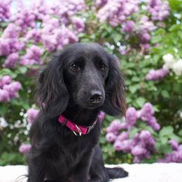 Sage - Dachshund