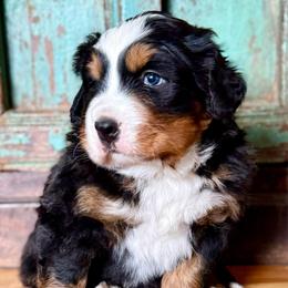 Lucky - Black rust and white male Bernese Mountain Dog puppy in Altura, Minnesota from Bluffside Berners