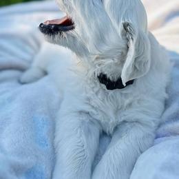 Golden Retriever and Labrador Retriever Puppies from Golden Bundles
