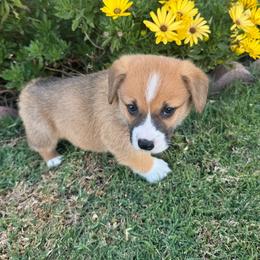 Choco - Red and white male American Corgi puppy in Santa Ana, California from Tran's CorgiLand