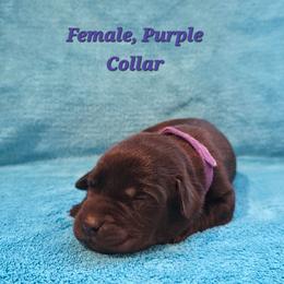 Lilac - Black female Labrador Retriever puppy in Caledonia, Ohio from 7Cs Labs