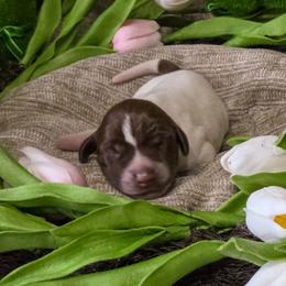 Multi-pink girl - Liver and white female German Shorthaired Pointer puppy in Kenai, Alaska from LakeHaus Kennels