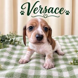 Versace - Piebald male Dachshund puppy in Hockley, Texas from Shans Down Home Doxies