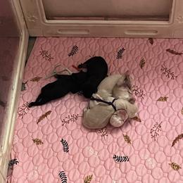 Boy 3 - Black and silver male Miniature Schnauzer puppy in Carriere, Mississippi from Sassy Schnauzers
