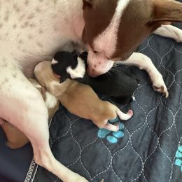 Chihuahua puppies from Divine K9s LLC