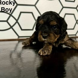 Rocky - Cavapoo puppy from Cupcake Cavaliers and Cavapoos