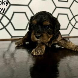 Rocky - Cavapoo puppy from Cupcake Cavaliers and Cavapoos