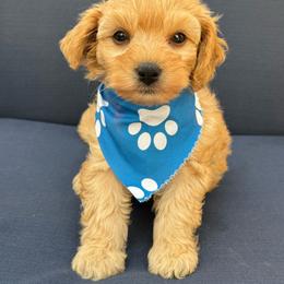Forrest - Apricot male Maltipoo puppy in Lancaster, Kentucky from Dream Paws Puppies, LLC