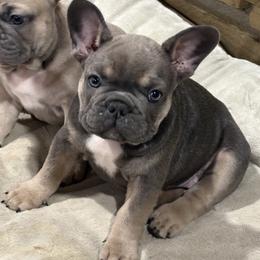 Tres - Blue female French Bulldog puppy in Hemlock, Michigan from Top Billin' Frenchies, LLC