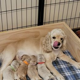 Cocker Spaniel Puppies from Kellie's Cocker Spaniels