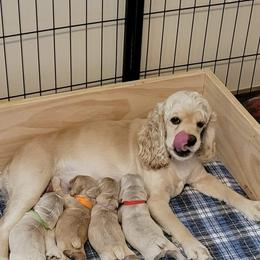 Cocker Spaniel Puppies from Kellie's Cocker Spaniels