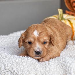 Crystal - Red female Cavapoo puppy in Gap, Pennsylvania from Country View Puppies ( License 18816)