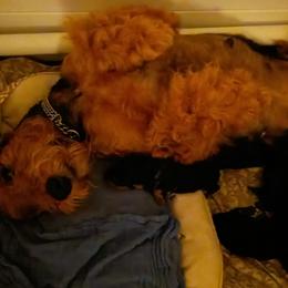 Airedale Terriers from Black Opal