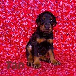 Tan - Black and rust male Doberman Pinscher puppy in Louisville, Kentucky from Ruiz Dobermans