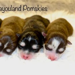 Boy 2 - Black and white male Pomsky puppy in Denham Springs, Louisiana from Bayouland Pomskies