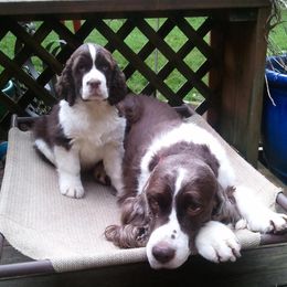 English Springer Spaniels from KStar English Springer Spaniels