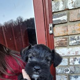Miniature Schnauzer Puppies from Olde Tyme Miniature Schnauzer’s