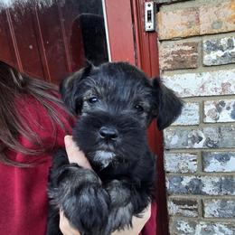 Miniature Schnauzer Puppies from Olde Tyme Miniature Schnauzer’s
