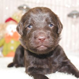 Bernedoodle, Goldendoodle, and Labradoodle Puppies from Doodle Nation