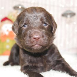 Bernedoodle, Goldendoodle, and Labradoodle Puppies from Doodle Nation