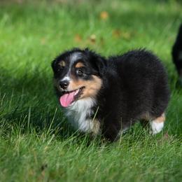 Bugs - Black tri male Miniature American Shepherd puppy in Valparaiso, Indiana from Wigglebutt