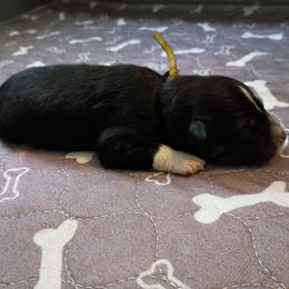 Amber (yellow) - Black tri-color female Australian Shepherd puppy in Okeechobee, Florida from Rothsolid Puppies