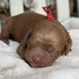 Cece - Red female Cavapoo puppy in Yuciapa, California from AlltheDoodlez_